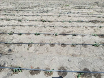 Farm & Agricultural Land